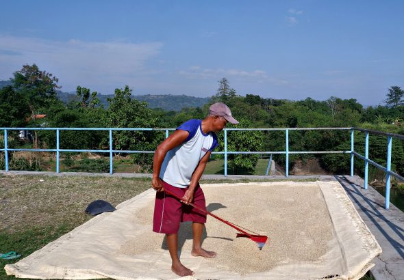 Aktivitas_Pengeringan_Gabah_Tradisional